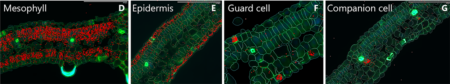An example of spatial transcriptomics: visualization of cell-type specific gene 
expression in soybean leaf tissue. Each red or green dot represents one RNA molecule from a specific active gene in an individual cell. Images courtesy of KeyGene