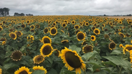 Ornamental sunflower field.