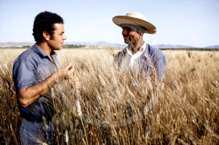 Tunisian wheat farmers are facing the immense challenges of climate change, high input costs and limited access to credit. Photo courtesy of the Food and Agricultural Organization.