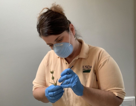 U.S. Department of Agriculture Animal and Plant Health Inspection Service National Identification Services botanists coordinate the identification of plant pests in support of USDA regulatory programs. APHIS botanists are stationed across the United States to provide timely identification services and help USDA respond to plant pest emergencies. 
 Photo credit: USDA
