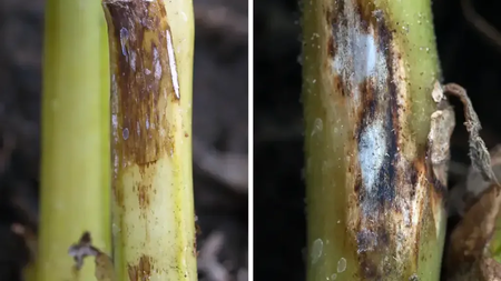 Potato stems show symptoms of black dot disease. Photo credit: University of Idaho.