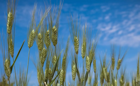 The drought-resistant durum wheat variety Jawahir growing strong in southern Morocco. Photo credit: Ahmed Ismaili/Crop Trust.