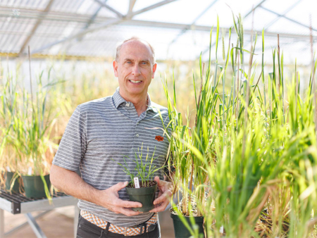 Dr. Brett Carver poses with wheat in the Peanut greenhouses on the Agronomy Farm at Oklahoma State University in Stillwater on Friday, Feb. 6, 2026. Image courtesy of Mitchell Alcala/OSU Agriculture.