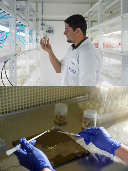 Plant biotechnology researchers handle and examine plant material in controlled laboratory settings in Costa Rica. Photo credit: PROCOMER.