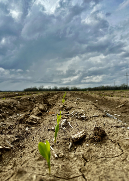 Corn benefits from early planting as it matures when summer temperatures are generally more favorable and rain more likely. This corn was growing March 11, 2026, in Leflore County. Photo credit: MSU Extension Service/Tim Fondren.