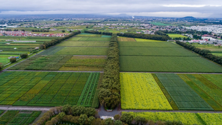 CIMMYT experimental station in Toluca, Mexico, has ideal conditions for selecting genotypes that possess resistance to foliar diseases. Image courtesy of CIMMYT / Alfonso Cortés.