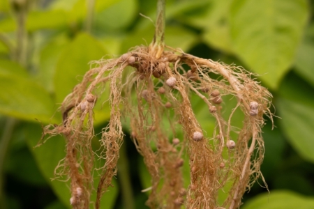 Soybean root nodules on a soybean plant. These specialized root structures enable soybean plants to utilize atmospheric nitrogen, which promotes productivity and environmental resilience. Photo credit: Purdue University photo/Joshua Clark.