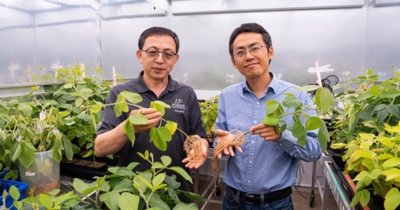 Professor Jianxin Ma and research scientist Jingbo Duan, both of Purdue’s Department of Agronomy, with soybean plants in a growth chamber. Their latest soybean research appears in the Proceedings of the National Academy of Sciences. Photo credit: Purdue University photo/Joshua Clark.
