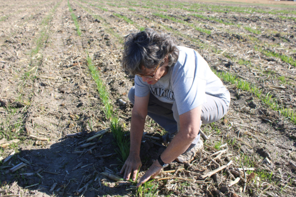 At the Bradford Research Farm, Kerry Clark examines the cover crops she planted this past fall. Photo credit: Ainur Aibyek, University of Missouri.