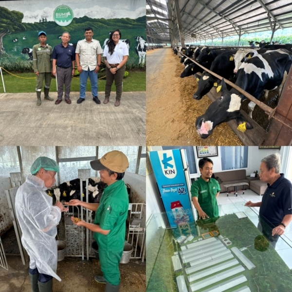 The U.S. Grains & BioProducts Council's (USGBC's) regional office for Southeast Asia & Oceania (SEA&O) recently sent a delegation to Indonesia to visit a series of dairy and feedlot operations to evaluate market opportunities for U.S. corn co-products. Representing the Council were USGBC Regional Marketing Manager Rowena Ngumbang (top left image, rightmost) and USGBC Regional Technical Consultant Dr. Budi Tangendjaja (top left image, second from left). Photo credit: USGBC.