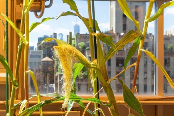 Corn growing in the Irene Rose Sohn Zegar Memorial Greenhouse on the top floor of NYU’s Center for Genomics and Systems Biology. 
Credit: Tracey Friedman/NYU