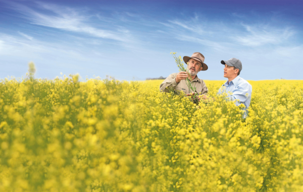 Bayer and Neste close commercial agreement to jointly scale newgold winter canola for biofuels production. Photo credit: Bayer.