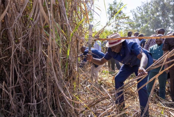 President William Ruto harvests sugarcane during the launch of the issuance of bonuses for sugarcane farmers, Mumias, Kakamega County on January 20, 2025. (Photo: X/Kimani Ichung'wah)