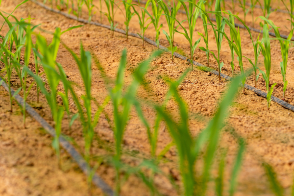 Corn struggled under early dry conditions, but spring moisture is starting to help the crop across parts of Texas. Photo credit: Michael Miller/Texas A&M AgriLife.