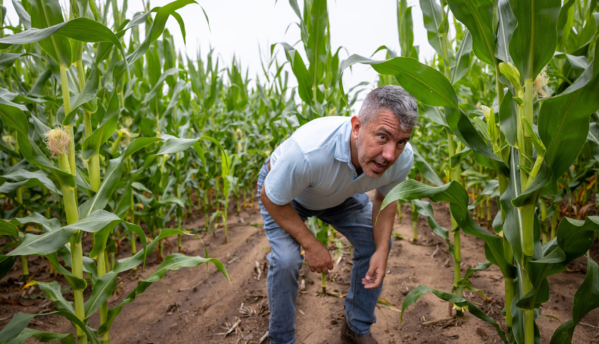 Rubens Diogo, a postdoctoral researcher in the Jean-Michel Ané Lab, inspects corn plants in a research field at Hancock Agricultural Research Station in Hancock, Wis. More than 150 corn hybrid varieties were inoculated with three beneficial bacteria, and the study aims to evaluate the bacteria and plants’ ability to use atmospheric nitrogen, which could reduce the need for fertilizer applications. Image courtesy of Michael P. King/University of Wisconsin-Madison.