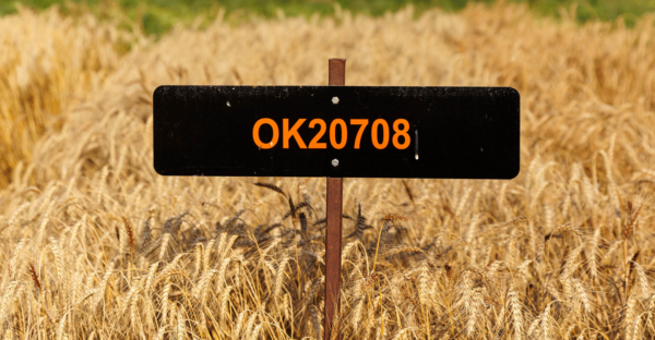 Oklahoma State University wheat variety OK20708 is being commercially released this fall under the name Wyatt, named after former OSU wrestling champion Wyatt Hendrickson. Image courtesy of Mitchell Alcala, OSU Agriculture.