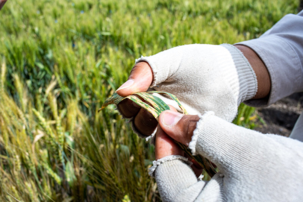 Lesions on wheat caused by Septoria tritici blotch on wheat in Toluca, Mexico. Image courtesy of CIMMYT / Alfonso Cortés.