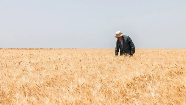 A farmer in a Jawahir Wheat Field in Morocco. Photo credit: Daoud Smakhou/Crop Trust.