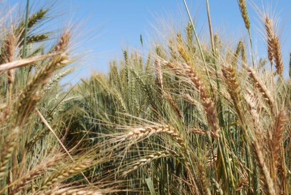 Wheat plants growing in the field. Photo credit: CIMMYT.