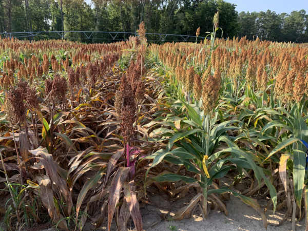Sorghum infected with anthracnose growing at the Pee Dee REC. Plants on the left are an anthracnose-susceptible hybrid. Plants on the right right are a resistant hybrid. Photo credit: Clemson University.