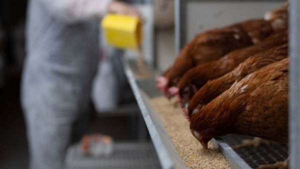 Cargill formulators provide targeted nutrition solutions for poultry. Image courtesy of Cargill.