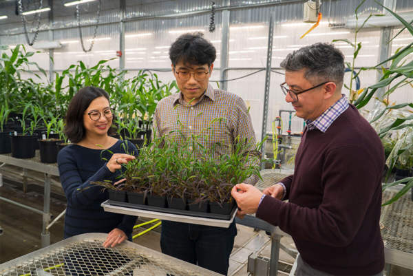 Image courtesy of the Donald Danforth Plant Science Center.