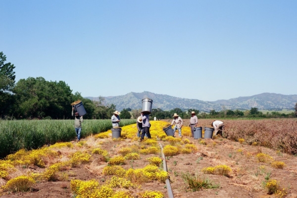 A crew at Hedgerow Farms hand harvests Lasthenia californica in Winters, CA. (Photo credit: Joshua Scoggin/Hedgerow Farms).