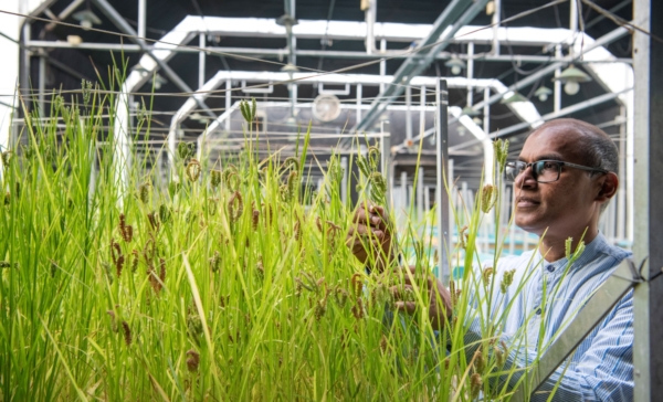 Photo credit: International Crops Research Institute for the Semi-Arid Tropics (ICRISAT).