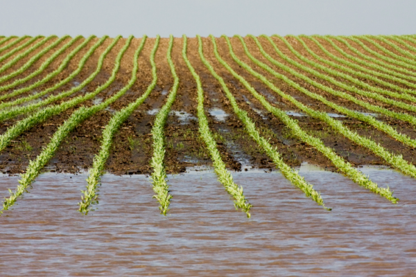 Catastrophic flooding in Central Illinois field in 2008. Photo credit: University of Illinois Urbana-Champaign.