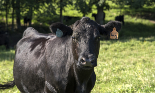 Specific microbes in gut of Angus cattle and how those microbes influence nutrient absorption and feed efficiency will be the focus of a new study by University of Tennessee Institute of Agriculture (UTIA) animal scientists. The work will study the herd at the UT Plateau AgResearch and Education Center. Photo courtesy UTIA.