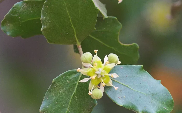Photo credit: Syngenta.