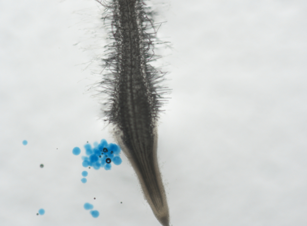 Root infected with the root-knot nematode Meloidogyne incognita (Photo: WUR).