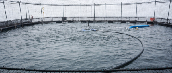 Salmon feeding pen in Chile. Photo Credit: J. Max Blanc.
