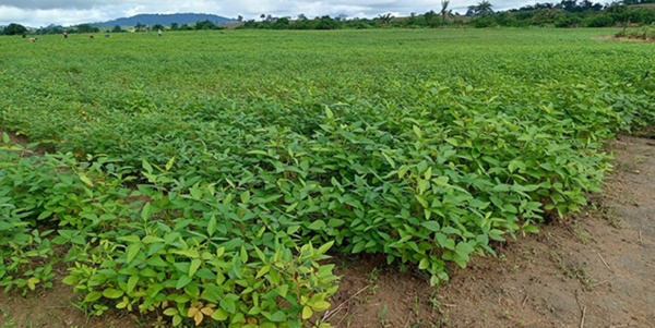 Soybean breeder field developed by IITA under the EU-funded Seeds4Liberia Project. Image courtesy of the International Institute of Tropical Agriculture (IITA).