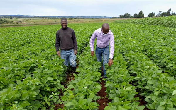 Soybean farm in Iringa, Tanzania. Image courtesy of Iringa Farmers' Cooperative Union