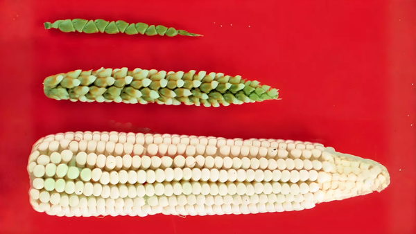 Ears of teosinte (top), maize (bottom), and a maize-teosinte hybrid (middle). Photo credit: John Doebley (Wikimedia Commons, Creative Commons Attribution 3.0 Unported license).