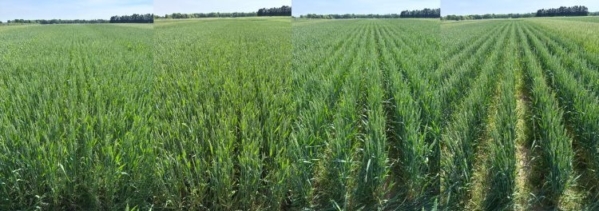 Winter wheat planted in different row spacings. From left to right: 5-, 7.5-, 10- and 15-inch row spacing. Photo by Wallas Mendes da Silva, MSU.