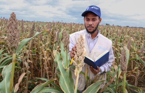 Seed multiplication in Baidoa, Somalia under the project Strengthening Emergency Preparedness and Response to Food Crisis (SEPAREF), implemented by FAO with funding from the African Development Bank Group. Photo credit: African Development Bank Group.