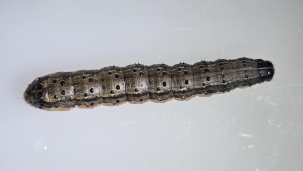 Armyworms could meet their match against an RNA attack. Photo credit: University of Kentucky/S. Reddy Palli.