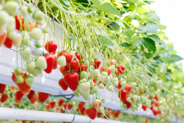 Bayer announced the launch of Baya Solara, the first commercial strawberry variety from Bayer’s De Ruiter brand. Image courtesy of Bayer.