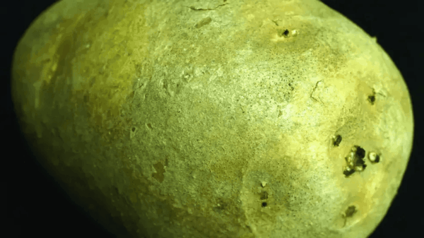 A potato shows symptoms of black dot disease, which is becoming increasingly prevalent. Photo credit: University of Idaho.