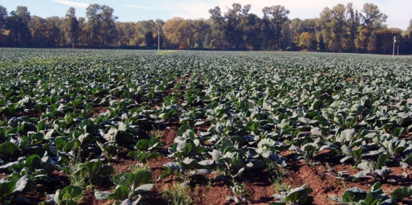 A cabbage seed field in the mid-Willamette Valley. Photo credit: Aaron Becerra-Alvarez/Oregon State University.