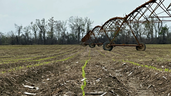 Some of Mississippi’s corn crop was planted at the end of February, setting a record for the earliest planting date. This Leflore County corn was almost 2 inches tall on March 11, 2026. Photo credit: MSU Extension Service/Tim Fondren.