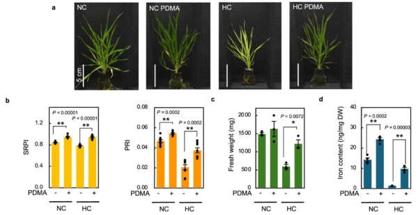 The synthetic deoxymugineic acid proline-2′-deoxymugineic acid enhances plant resilience to high-temperature stress. Image courtesy of Nature Communications (2025).