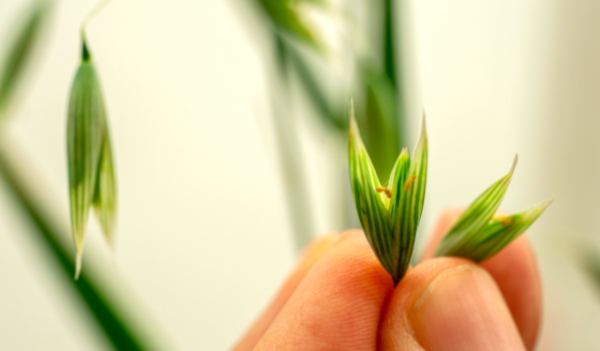 GRDC has announced 17 successful recipients of its 2025 Early and Mid-Career Research Fellowships, representing an $11.3 million investment over 3 years.
Photo: Evan Collis/GRDC