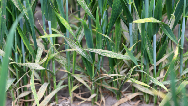 Wheat cultivation is threatened by plant diseases such as wheat powdery mildew fungus. Image courtesy of istock.com/Tomasz-Klejdysz.