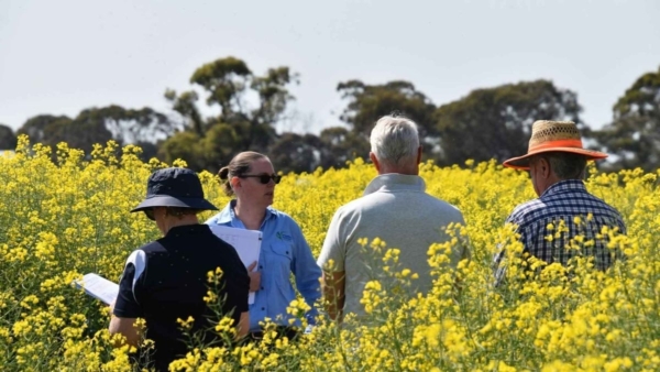 Dr Aves is working to connect people, projects and organisations so research delivers real impact for growers. Image courtesy of Dr. Charlie Aves through the Grains Research and Development Corporation (GRDC).