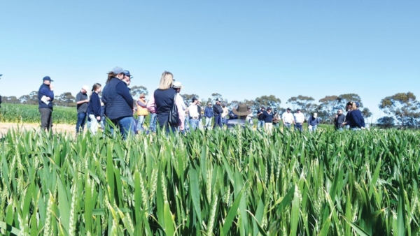 Attendees at SFS AgriFocus rotated through several trial sites hearing from researchers and agronomists on a range of topics including nitrogen management. Image courtesy of Melissa Marino.