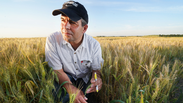 Mohsen Mohammadi, a researcher in Purdue University’s College of Agriculture, is co-founder of Novin AgriTech. The company, which combines expertise and biotechnology to develop novel traits for cereal crops, has received an SBIR Phase I grant from the U.S. Department of Agriculture’s National Institute of Food and Agriculture. Photo credit: Purdue Agricultural Communications/Tom Campbell.