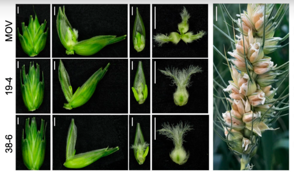 A spike of wheat showing three grains clustered within each spikelet, where there is ordinarily just one. Image courtesy of Vijay Tiwari, University of Maryland.